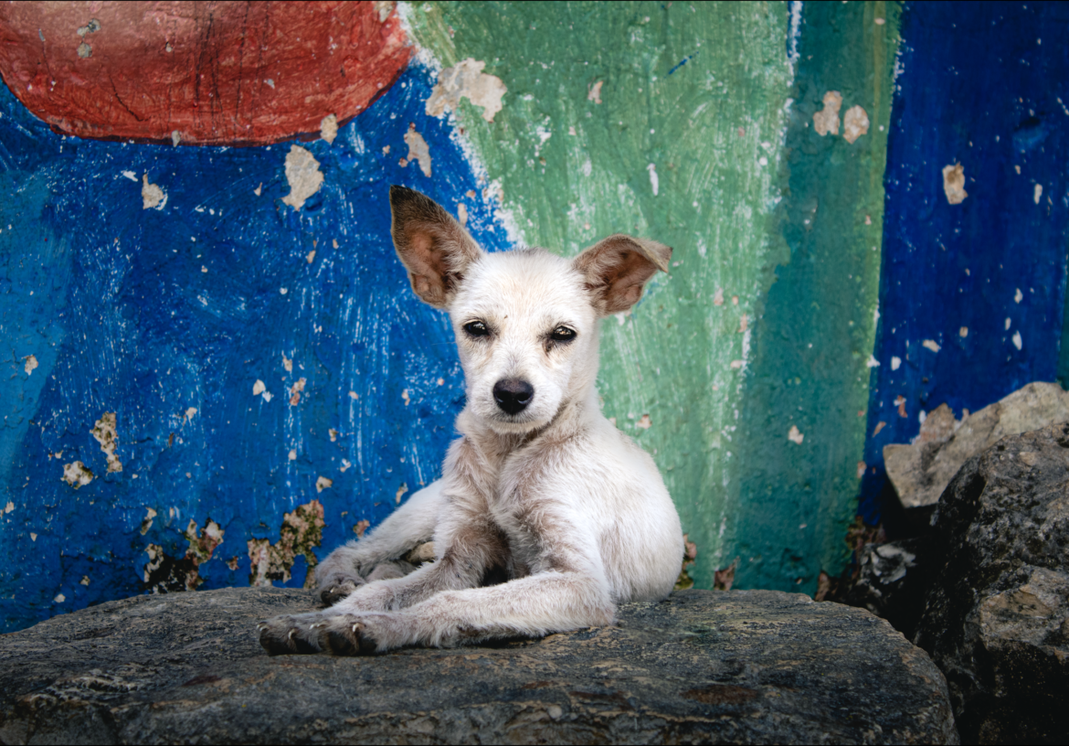 Adopción de perros callejeros en Yucatán