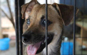 Imagen de uno de los perros del refugio "Evolución Animal A.C.".- Foto de Moisés Alcántara Rosas