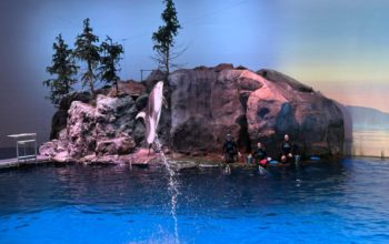 Imágenes del espectáculo de delfines en el Shedd Aquarium de Chicago