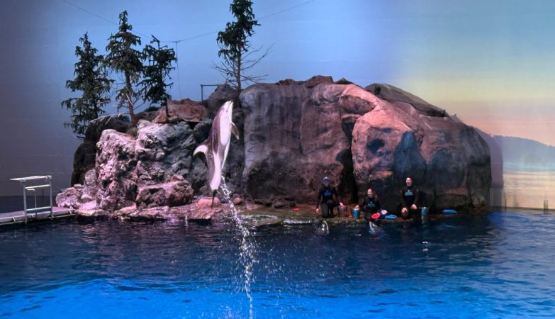Imágenes del espectáculo de delfines en el Shedd Aquarium de Chicago