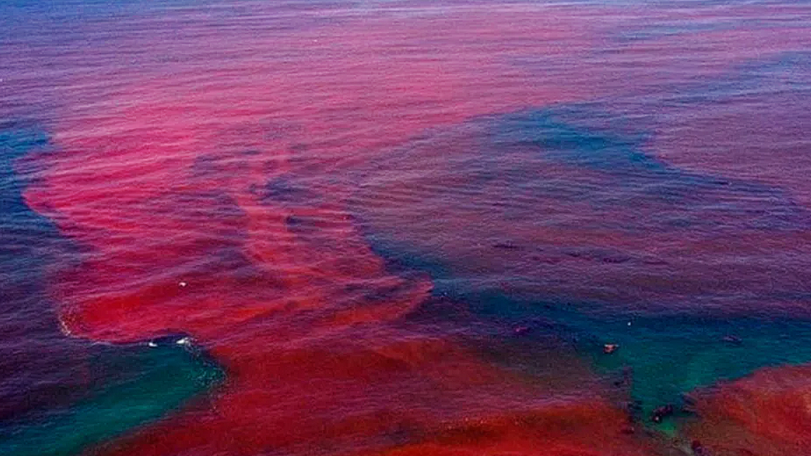 Marea roja avanza entre Chelem y Chuburná; detectan tres algas tóxicas