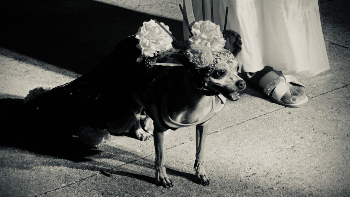 Pixán Peek 2025: Cuando las huellas regresan a casa